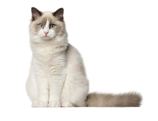 Razza Gatto piรน bello - 2